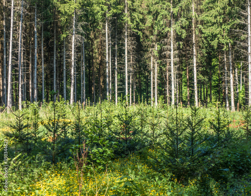 Wiederaufforstung und Neubepflanzung des Mischwaldes im Fr  hjahr