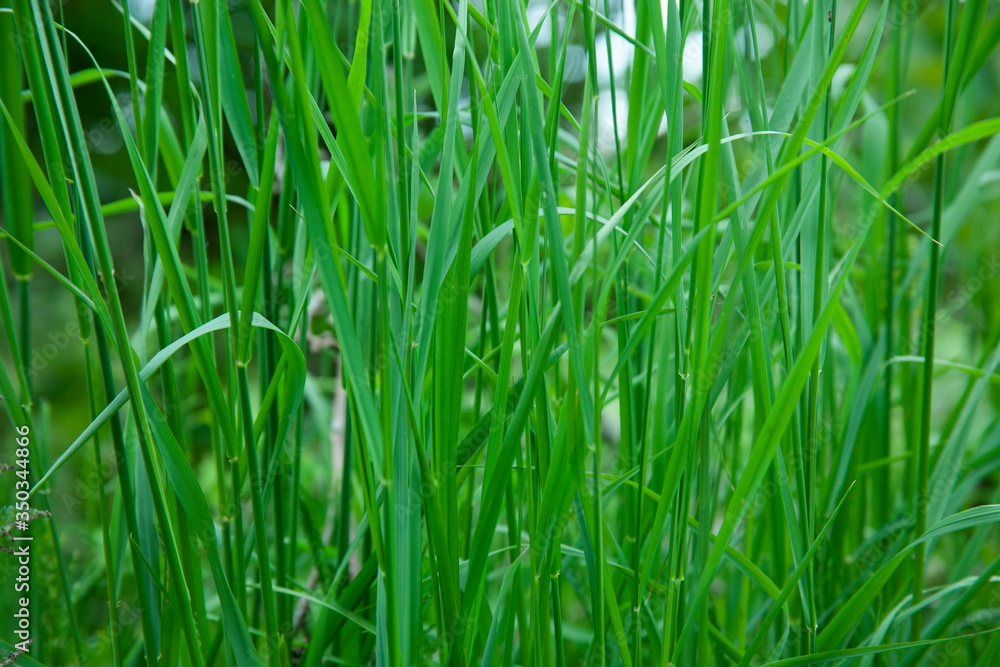 green nature perfect for background full of grass and plants green nature perfect for background full of grass and plants