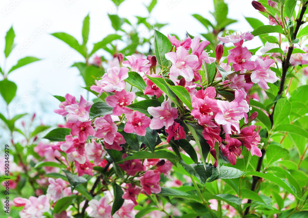 Beautiful pink flowers Weigela florida. Flowers of weigela florida. Blooming garden in spring garden in sunny day. Beautiful pink flowers Weigela florida. Flowers of weigela florida. Blooming garden in spring garden in sunny day.