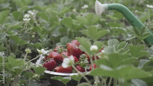 fresh farm organic strawberries only collected in the garden