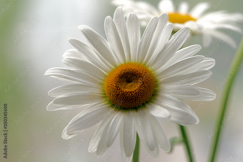 Naklejka premium daisy flower growing on a light background