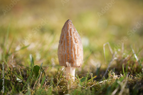 Light wrinkled morel mushroom hat among spring grass photo