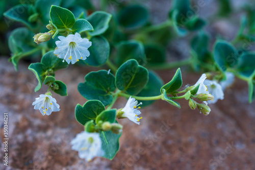 macro closeup of tiny white wildflowers blooming in spring in Owens Valley, California, USA photo