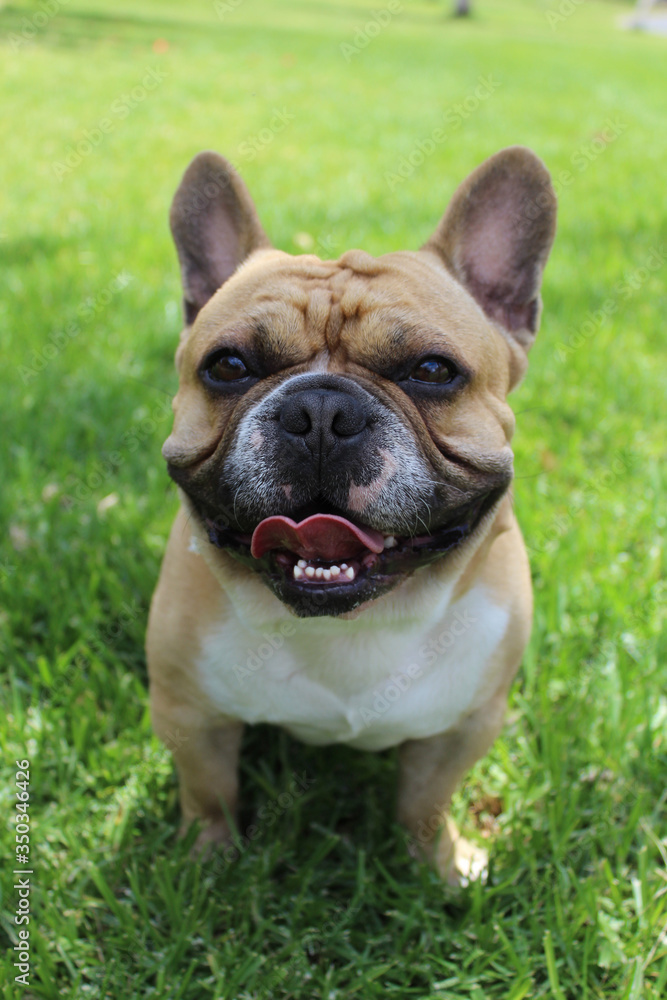 French bulldog cream color sitting on the green grass