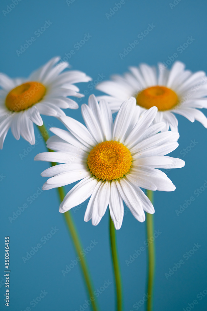 Naklejka premium daisy flower growing on a light background