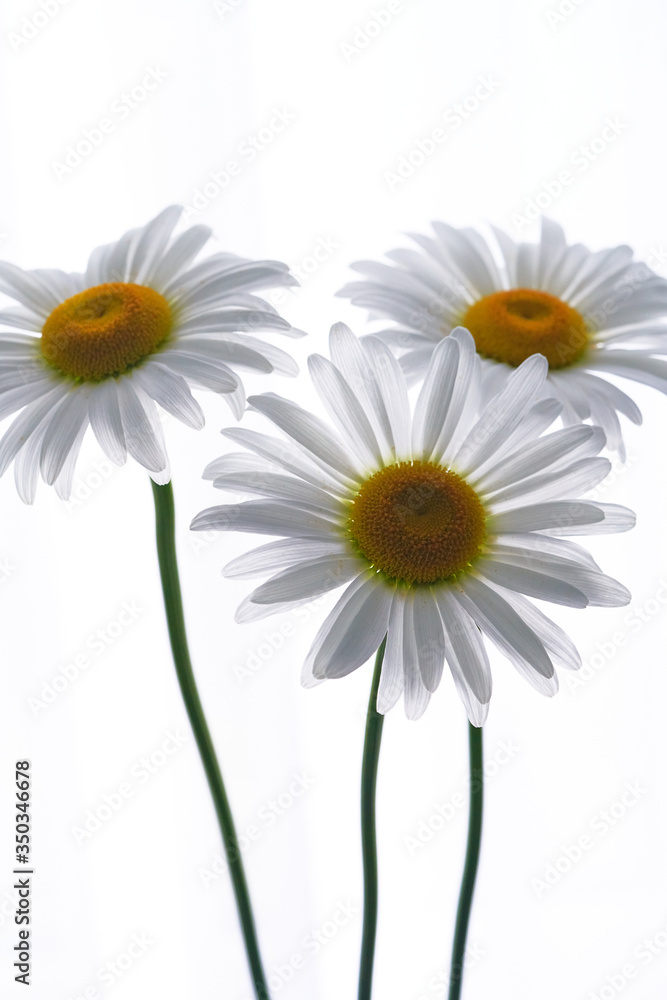 Fototapeta premium daisy flower growing on a light background