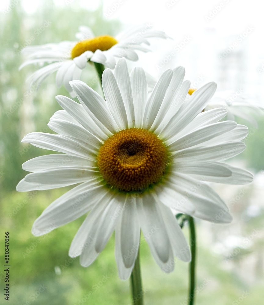 Fototapeta premium daisy flower growing on a light background