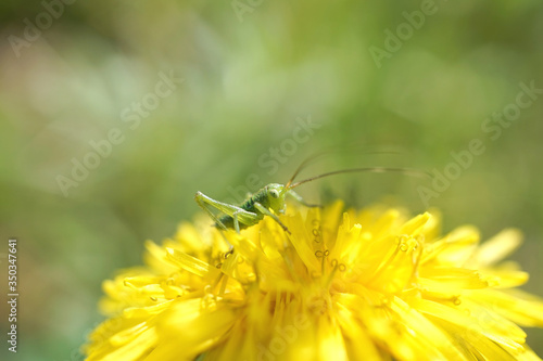 kleiner Grashüpfer auf einer Blume © Revilo Lessen