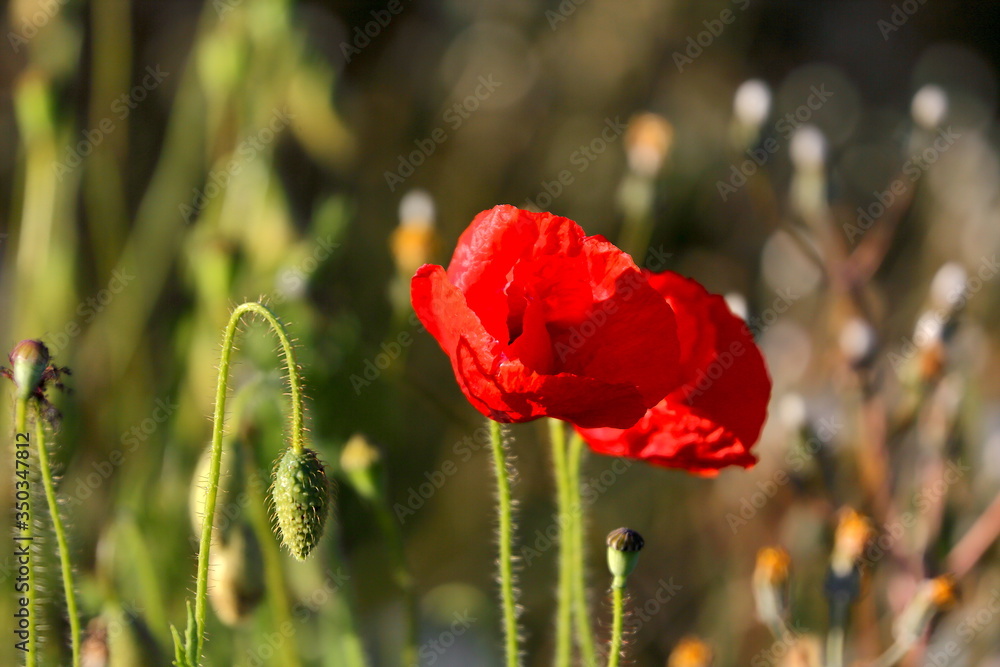 Obraz premium Proste życie