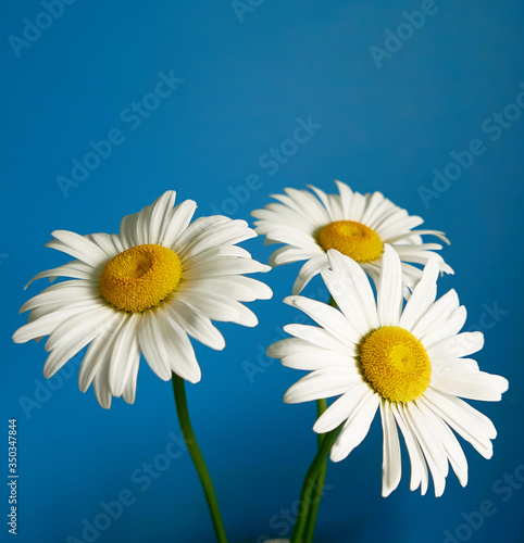 daisy flower growing on a light background