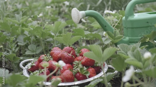 fresh farm organic strawberries only collected in the garden