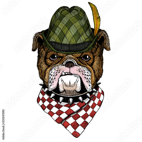 Bulldog, dog. Austrian bavarian tirol hat. Beer festival. Oktoberfest.