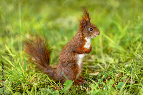 Squirrel in a summer park on a background of green grass © Nataliya Schmidt