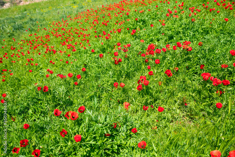 red tulips in the green field