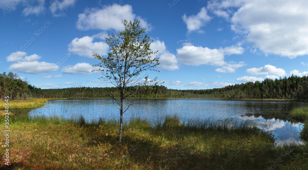 lake and forest with birch tree on the foreground lake and forest with birch tree on the foreground
