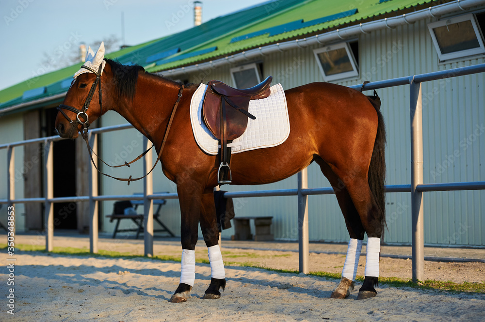 Brown horse stands on the background of the stable Brown horse stands on the background of the stable