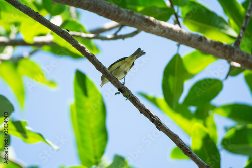 vireo de brell