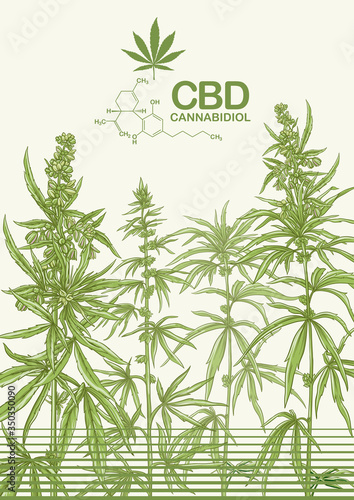 Hemp, Cannabis plant. Template, poster, card, good for product label. Vector illustration in natural green colors.