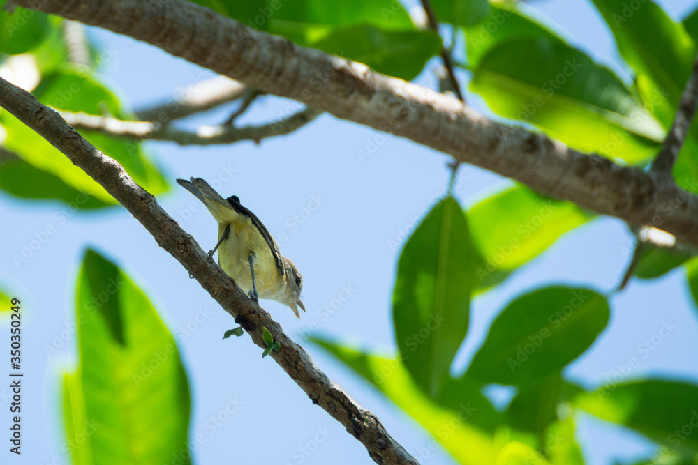 Obraz premium vireo de brell