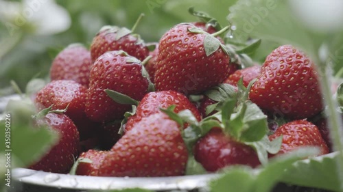 fresh farm organic strawberries only collected in the garden