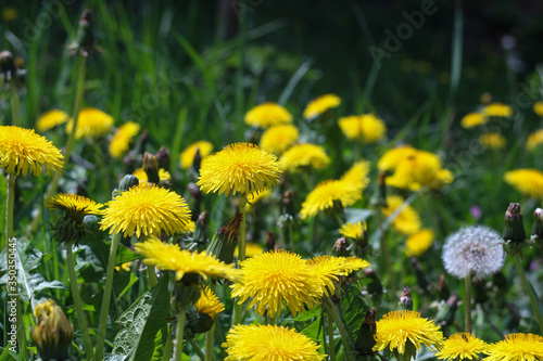 dandelions in the grass