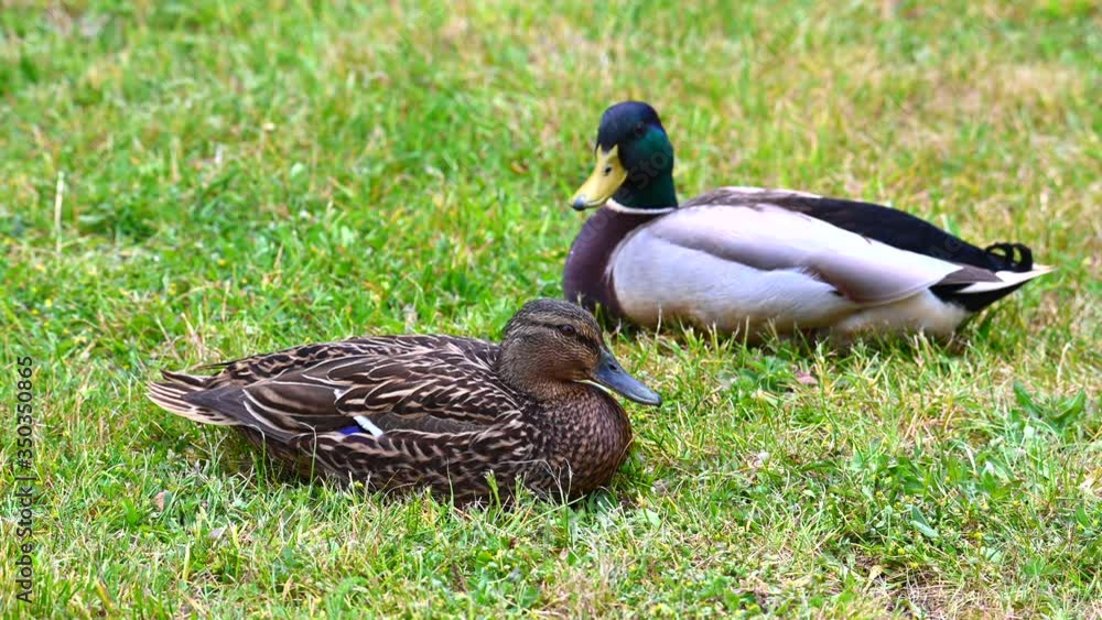 Mallards (Anas platyrhynchos) make themselves comfortable on the lawn and enjoy their togetherness and are happy together Mallards (Anas platyrhynchos) make themselves comfortable on the lawn and enjoy their togetherness and are happy together