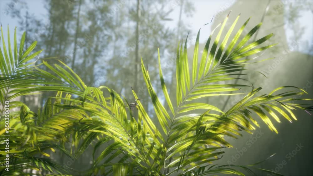bright light shining through the humid misty fog and jungle leaves, lush green tropical forest bright light shining through the humid misty fog and jungle leaves, lush green tropical forest