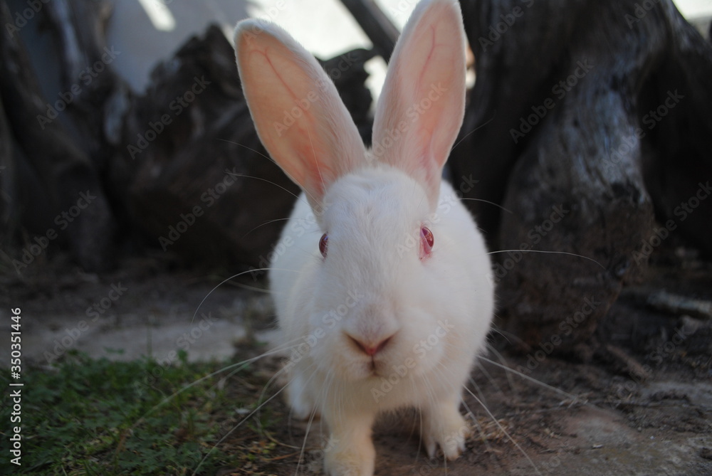 Nature animal white rabbit on a green grass in house backyard Nature animal white rabbit on a green grass in house backyard