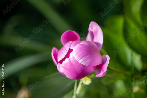 Close up of the blossom of a bright pink tulip, with blurred background of green leaves. Living in the countryside, the gifts of nature for the eyes.
