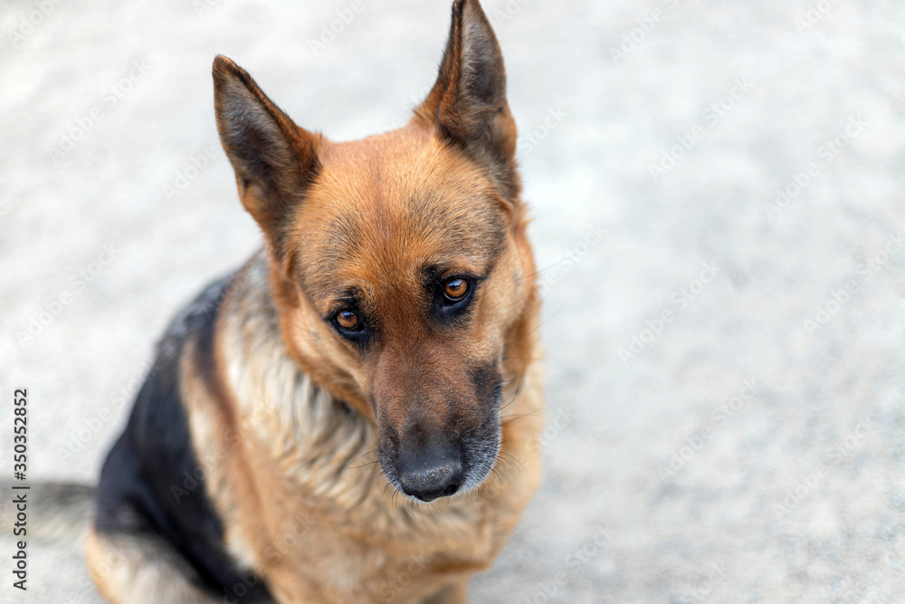 Front view of adult female german shepherd dog sitting on the ground. Adorable pet, full length, top view, copy space Front view of adult female german shepherd dog sitting on the ground. Adorable pet, full length, top view, copy space