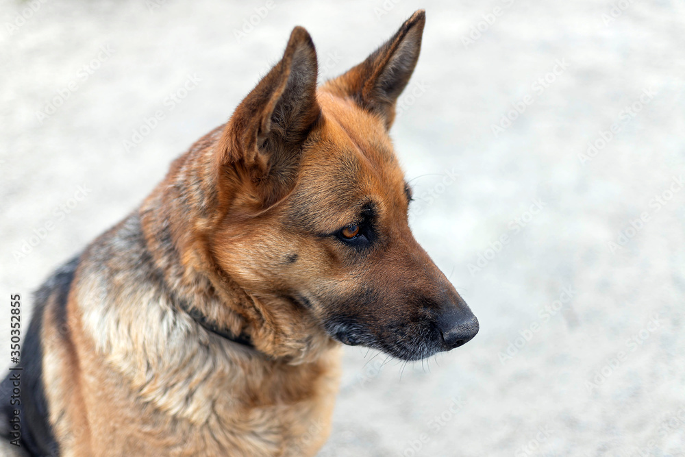 Profile view of adult female german shepherd dog sitting on the ground. Adorable pet, close-up Profile view of adult female german shepherd dog sitting on the ground. Adorable pet, close-up