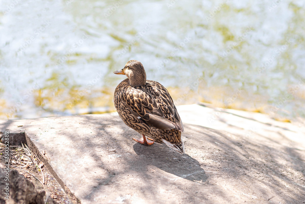 Fototapeta premium Wild duck near a pond at sunny day. Wild female bird