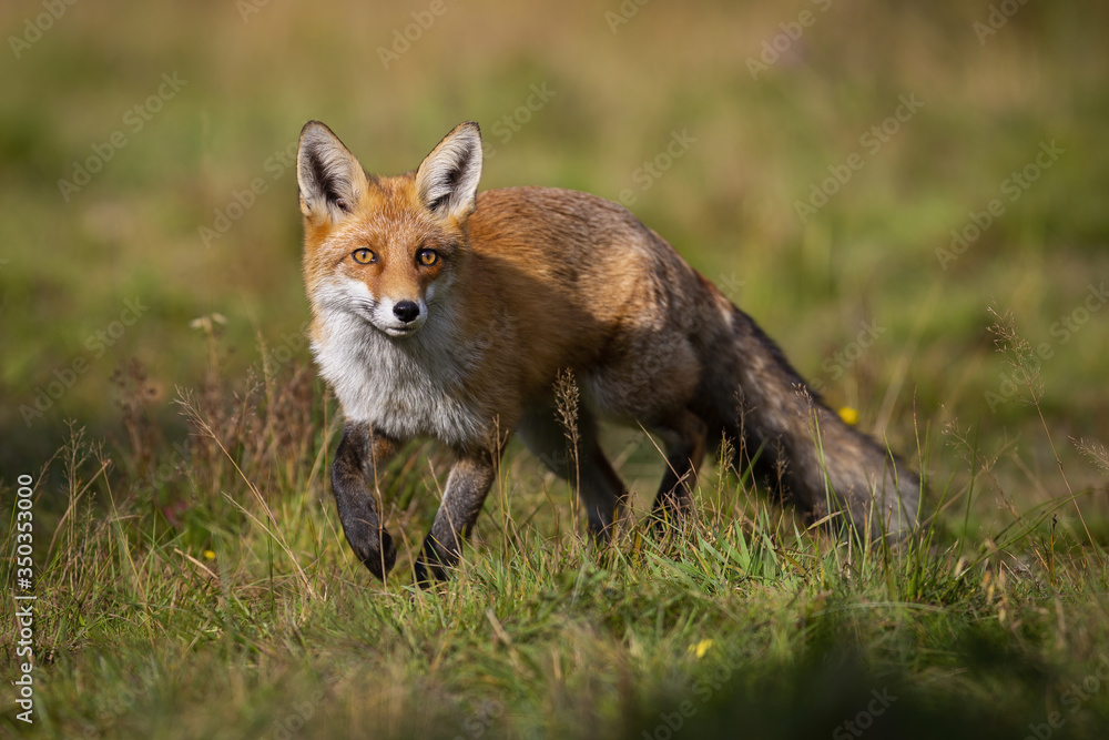 Curious red fox, vulpes vulpes, approaching on meadow in summer at sunrise. Wild mammal with orange fur facing camera and taking a step from front view. Sunlit animal wildlife scenery from nature Curious red fox, vulpes vulpes, approaching on meadow in summer at sunrise. Wild mammal with orange fur facing camera and taking a step from front view. Sunlit animal wildlife scenery from nature