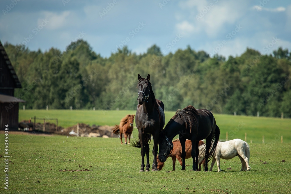 Three ponies and two horses in the pasture Three ponies and two horses in the pasture