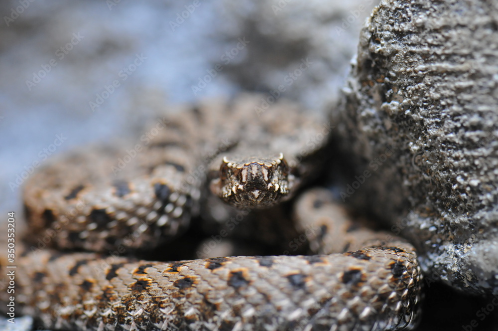 Vipère aspic (vipera aspis atra) Vipère aspic (vipera aspis atra)