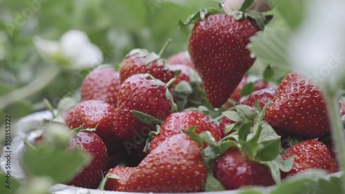 fresh farm organic strawberries only collected in the garden