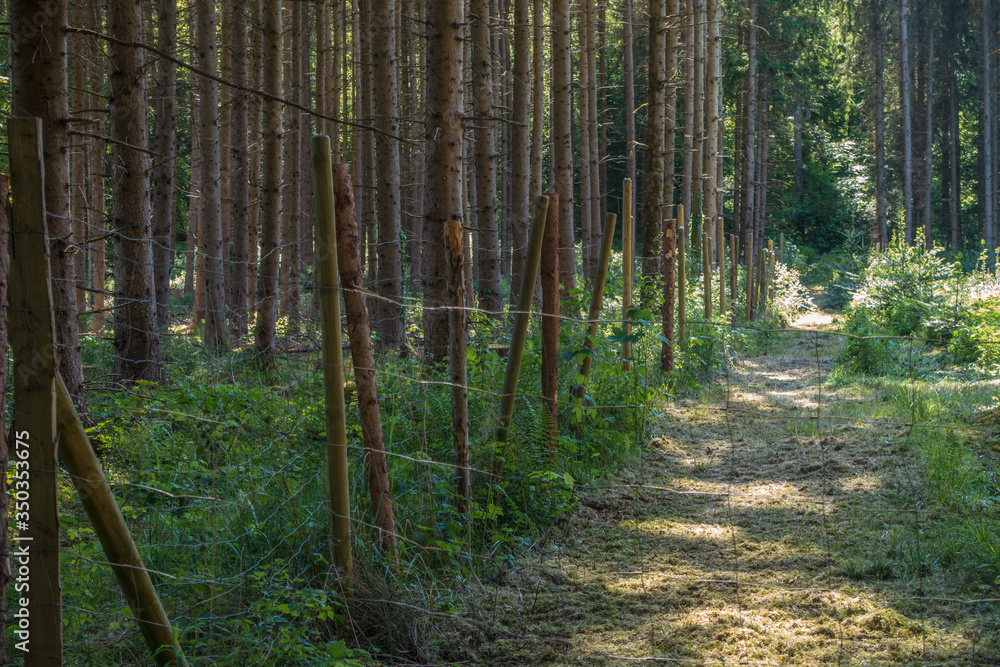 Waldweg mit Licht und Schatten Waldweg mit Licht und Schatten