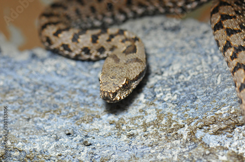 Vipère aspic (vipera aspis atra)