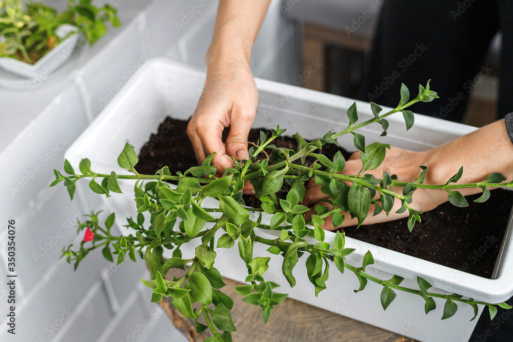 Hands potting the aptenia cordifolia in blossom in white rectangular flower pot. Sun rose plant repotting, home garnening idea concept Hands potting the aptenia cordifolia in blossom in white rectangular flower pot. Sun rose plant repotting, home garnening idea concept