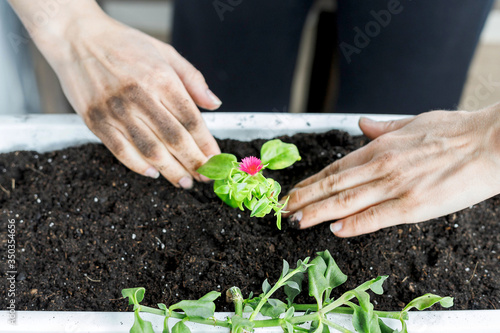 Top view of female hands putting baby aptenia cordifolia with pink flower in white rectangular flower pot. Sun rose plant potting, home gardening