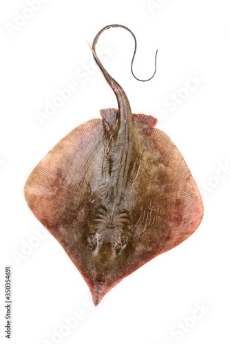 Fresh ray fish isolated on white background photo