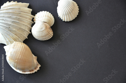 Sea Shells on a Black Background