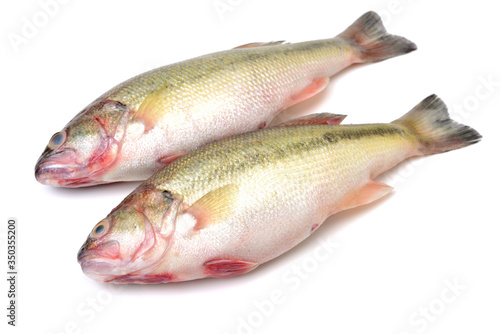 sea bass isolated on white background