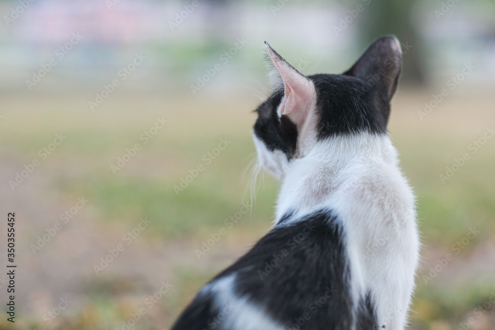 A cute cat in backyard garden A cute cat in backyard garden