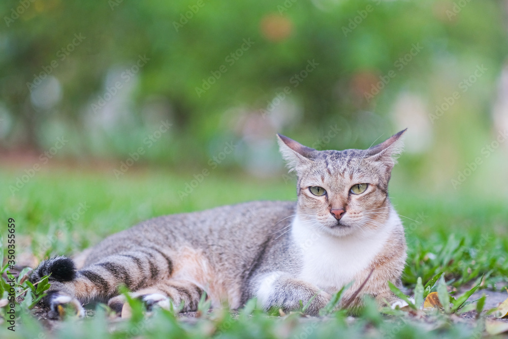 A cute cat in backyard garden