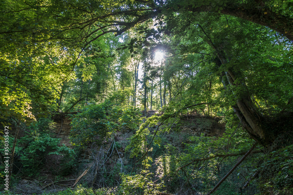 Obraz premium Sonnenstrahlen durchdringen dunklen Wald
