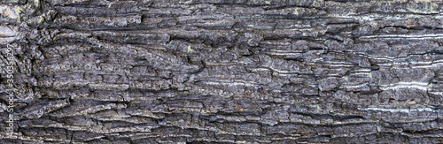 oak bark with visible details of background or texture