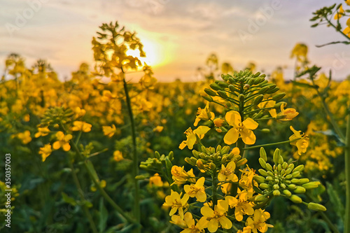 Rapeseed fields, yellow flowers at sunset light, agricultural landscape, farming industry. Blooming canola flowers