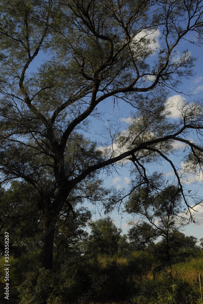 Fototapeta premium Bosque santiago del estero