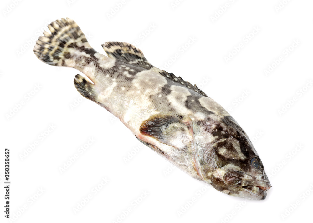 Fototapeta premium Grouper Fish on white background